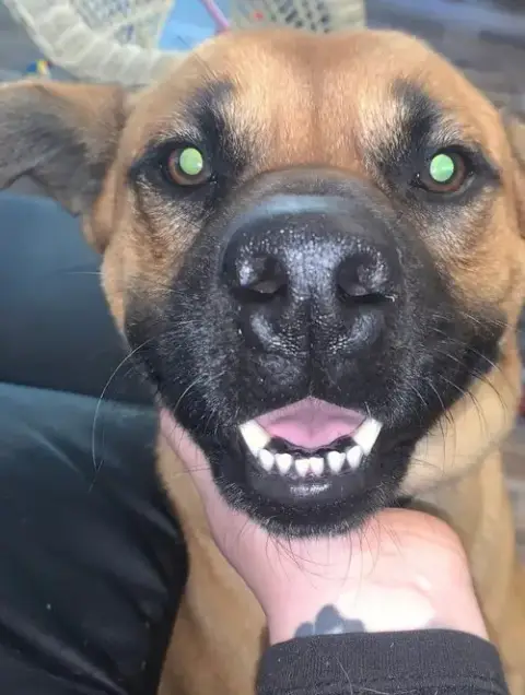 Duke