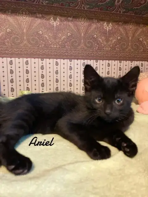 Ariel & Jasmine photo 2