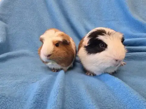 Bugsby & Mai photo 3
