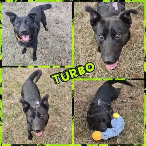Turbo photo 2