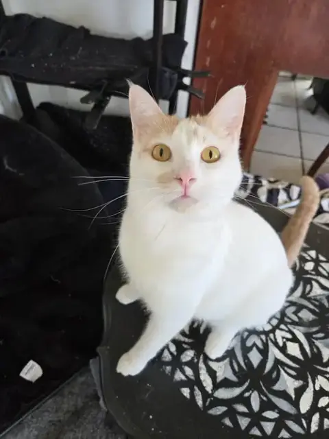 Fiona Aka Silly Goose photo 3