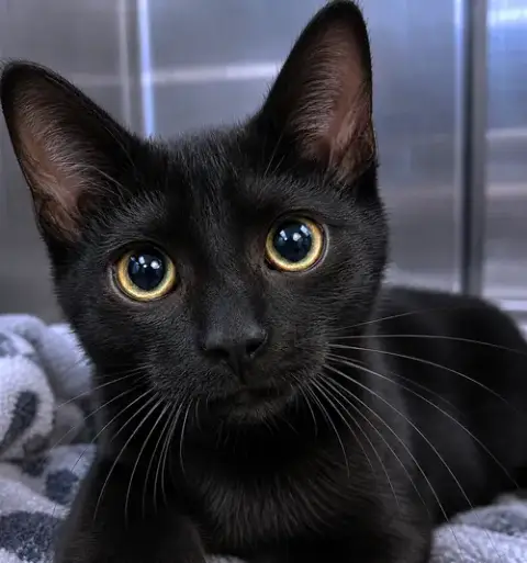 Kitten Krave
