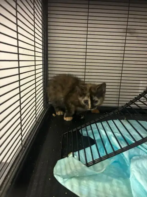 Kittens photo 3
