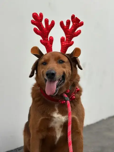 Archie photo 3