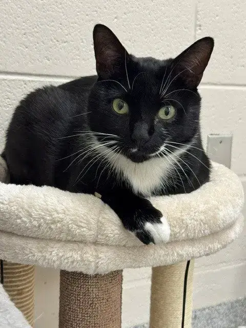 Whiskers
