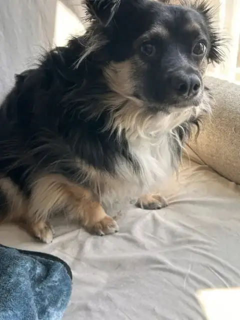 Benji *Fta* photo 5