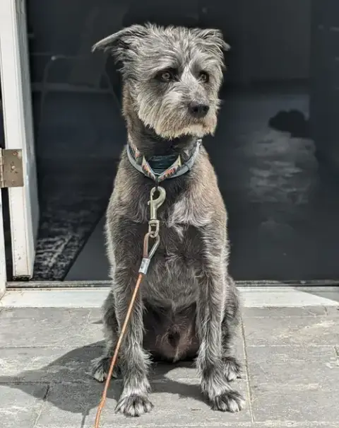 Charlie **Courtesy Post** photo 2
