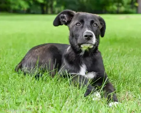Puppy Joy Girl photo 3
