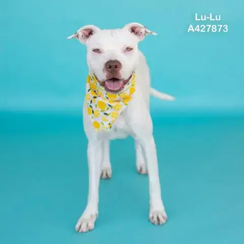 Lu-Lu