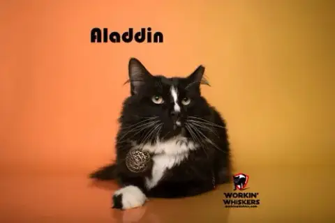 Aladdin photo 3