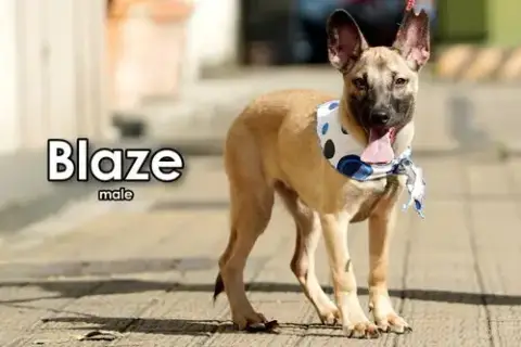Blaze From Taiwan photo 2