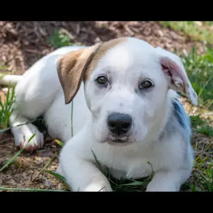 Puppy  Paris photo 2