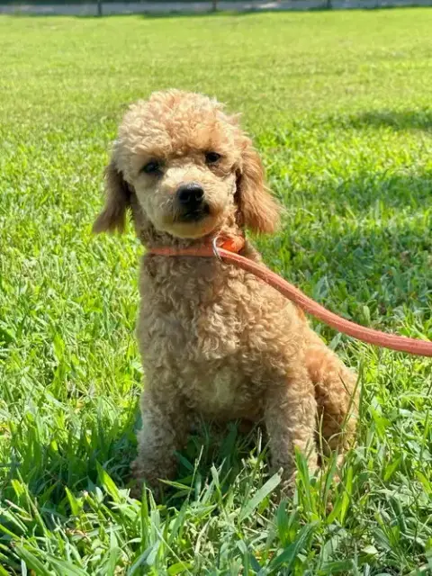 Goldie Jun 25 In Foster In Greensboro photo 5