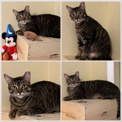 Peanut
