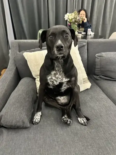 Wren *Foster Home Needed!*