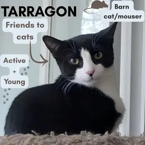Barn Cat/Mouser: Tarragon