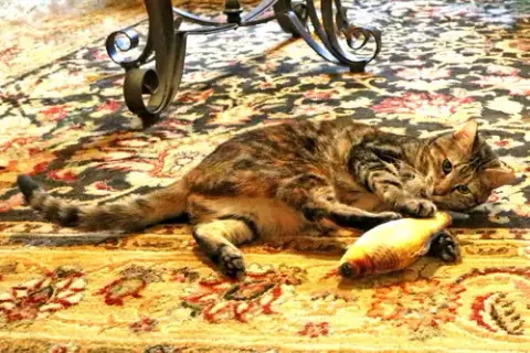 Baby Kitty photo 4