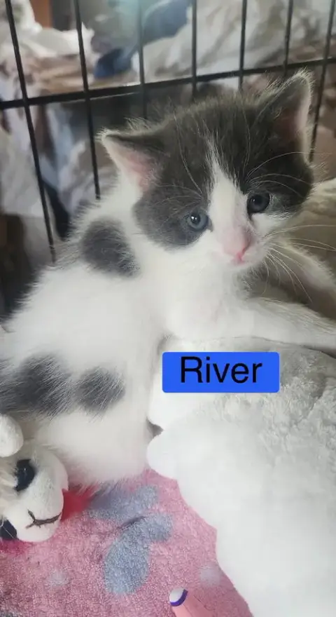 River photo 2