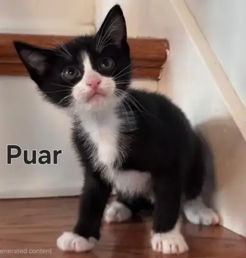 Kitten Puar