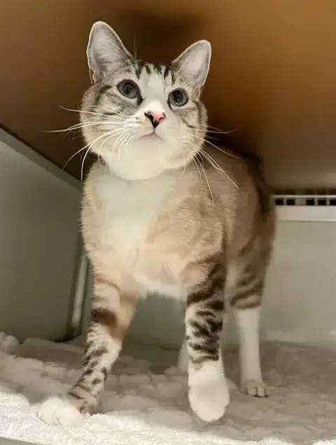 Max