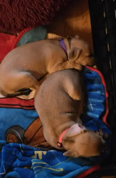 Peanuts Pups photo 4