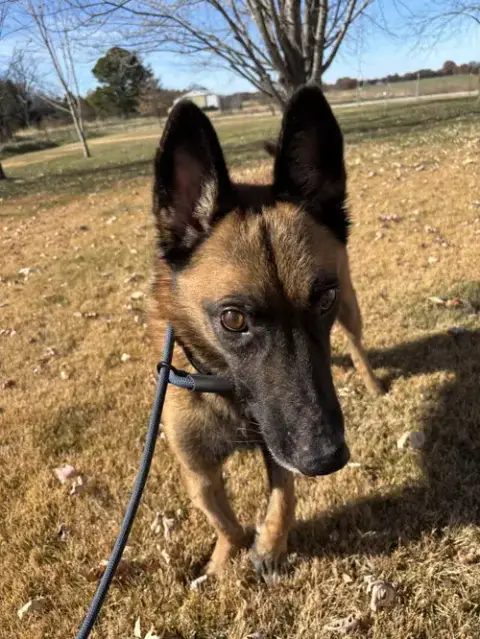 Koa