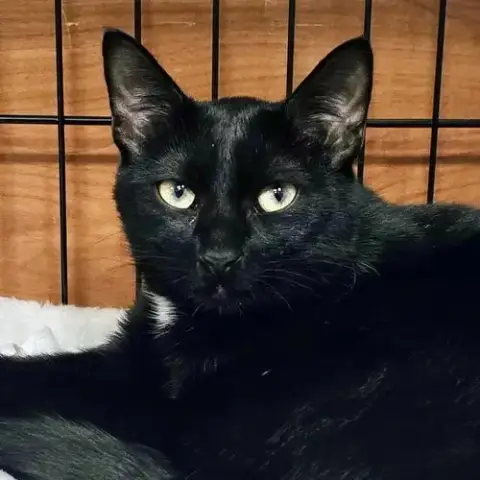 Vito
