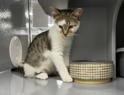 Zorro
