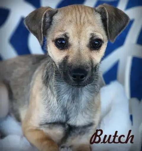 Butch photo 3