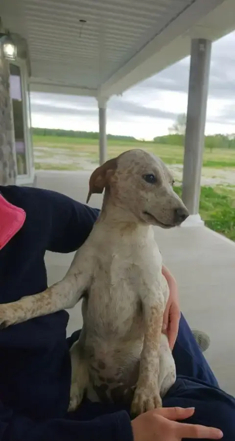 Farm Paws