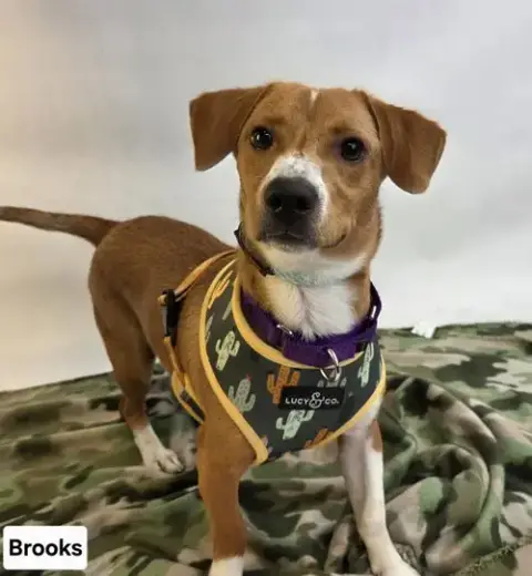 Brooks photo 3