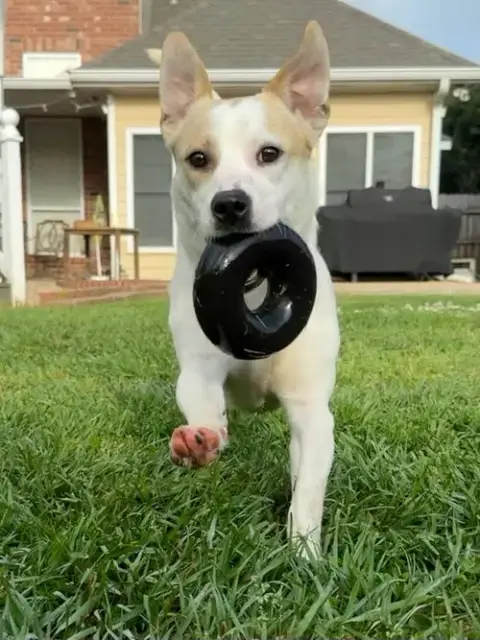 Banjo photo 3