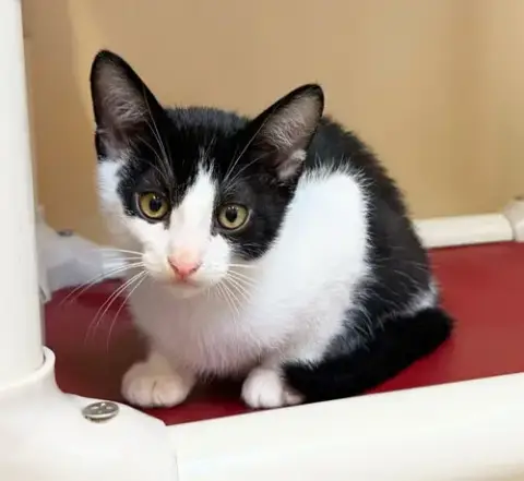 Kitten Simon