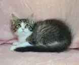 7058