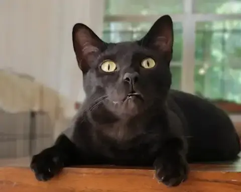 Bagheera
