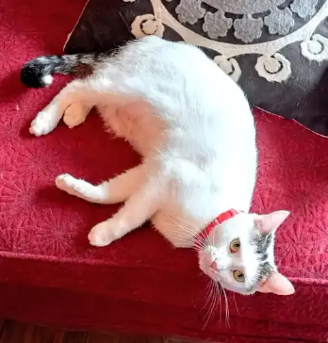 Kitty Moma Lily photo 2