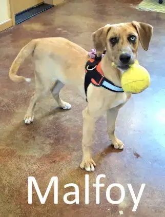 Malfoy