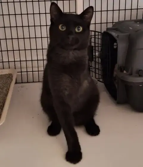 Elvis
