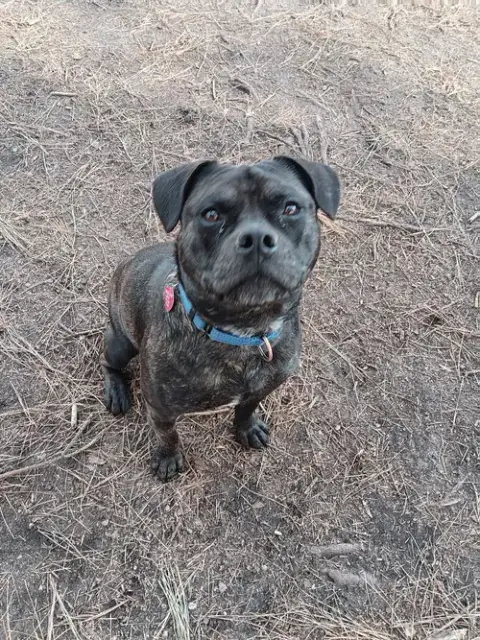 Pugsley