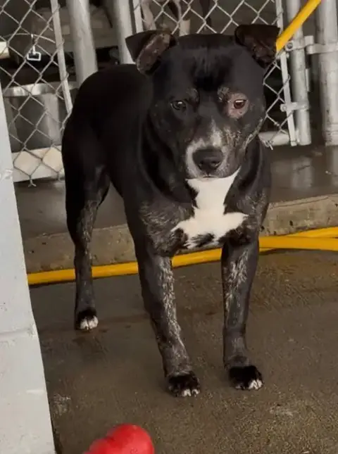 Lincoln *Adopt Or Foster* photo 2