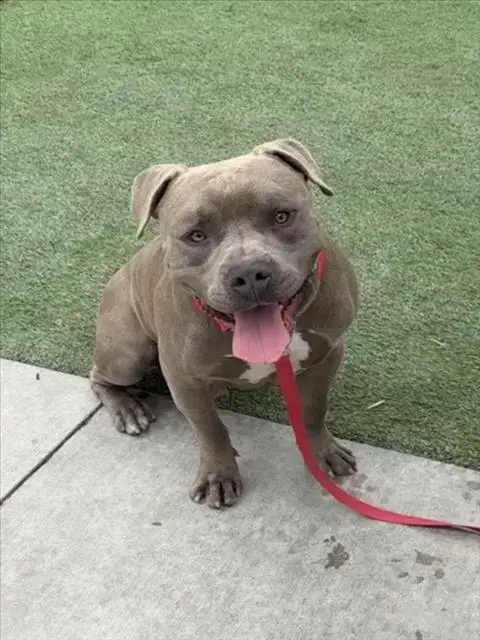 Tank