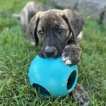 Athena photo 2