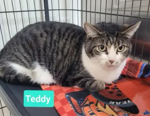 Teddy photo 3