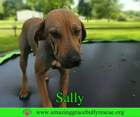 Sally 2