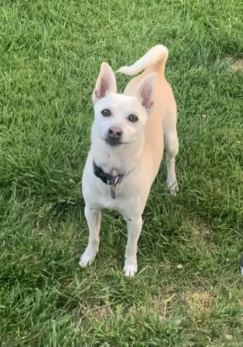 Toby photo 2