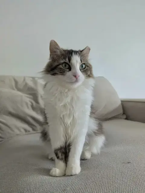 Dora