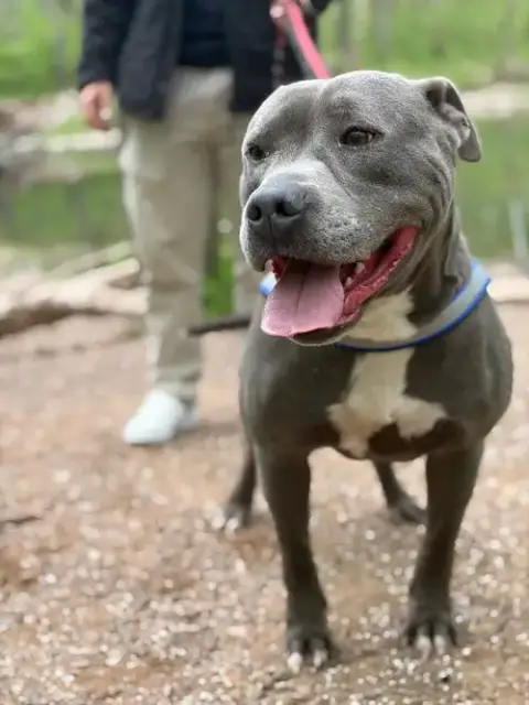 Bluey