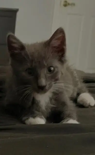Delphine'S Lance Kitten photo 2