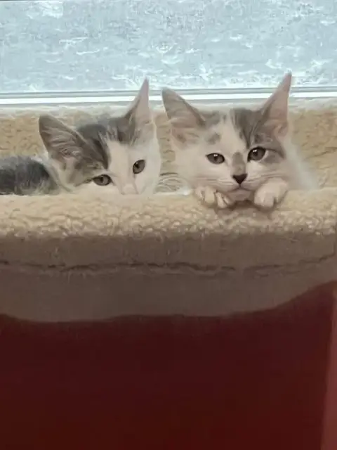 Diva And Dolce