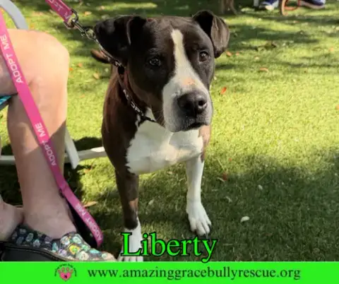 Liberty 3 photo 5